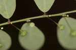 Muscarene Island leaf-flower